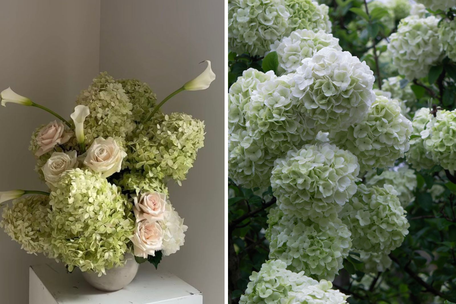Hochzeitsdeko mit grünen Hortensien, weißen Calla und zarten Rosen